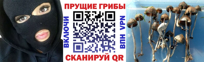 продажа наркотиков  Вельск  Псилоцибиновые грибы Magic Shrooms 